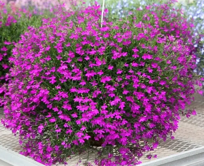 Lobelia zwisająca: tajniki uprawy kwitnących roślin balkonowych