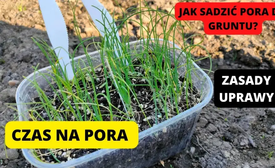 Kiedy sadzić por do gruntu? Poznaj najlepszy termin i warunki