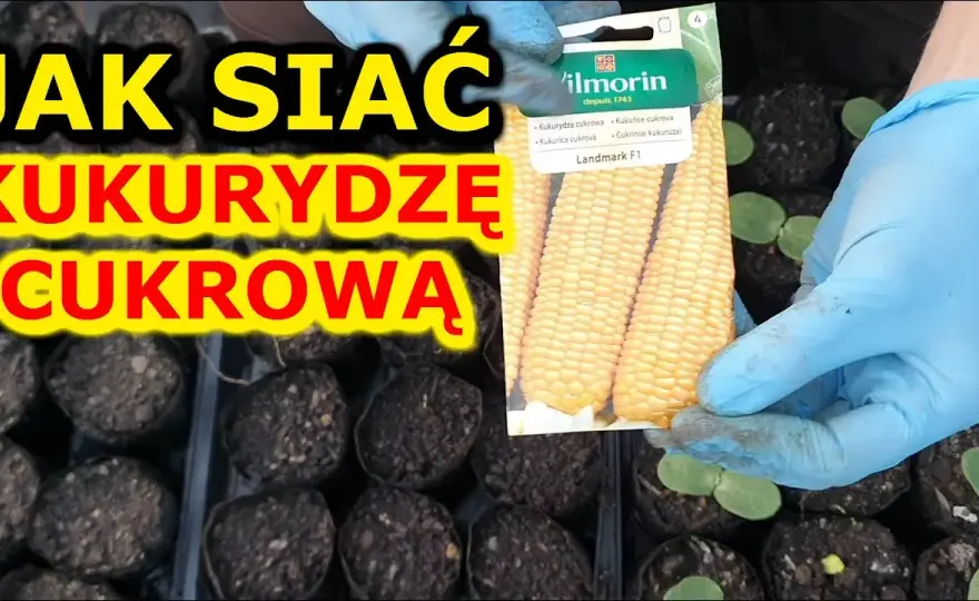 Kiedy siać kukurydzę do gruntu? Najlepszy termin i warunki