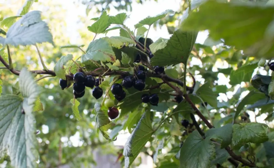 Naturalne nawozy do porzeczek: 5 skutecznych metod nawożenia