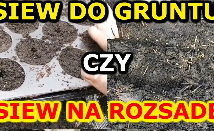 Jak siać warzywa do gruntu: 5 kluczowych zasad udanej uprawy