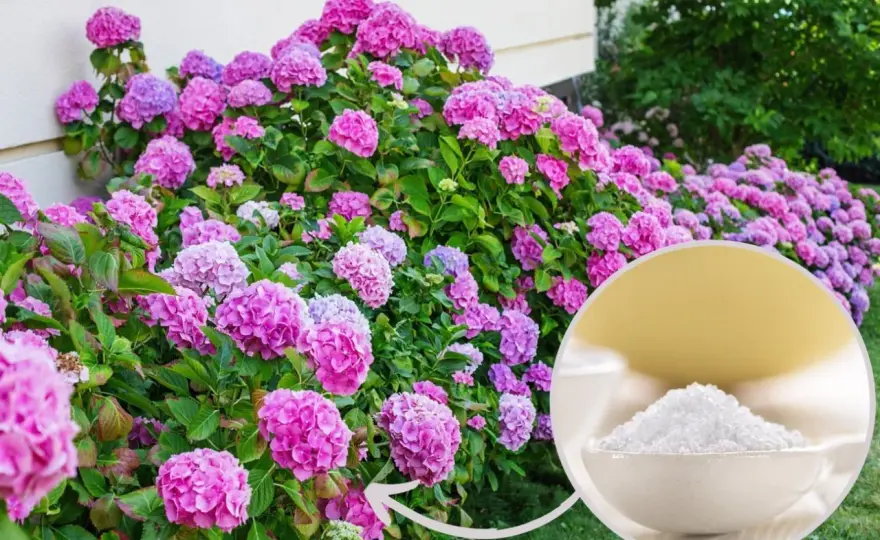 Skuteczne metody zakwaszania hortensji: naturalne i chemiczne