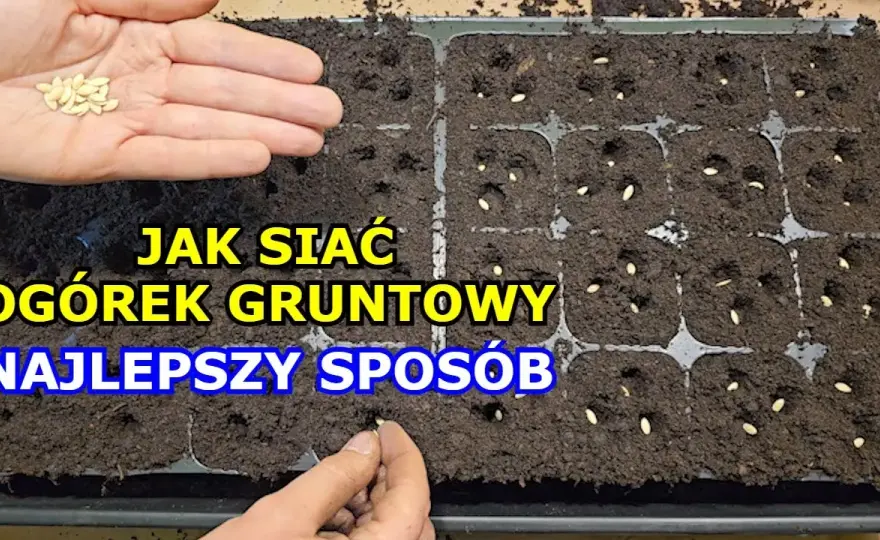 Jak siać ogórki do gruntu: 5 kroków do bujnego plonu w ogrodzie