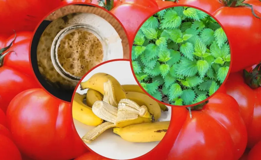 Naturalne nawozy pod pomidory: 5 skutecznych domowych metod