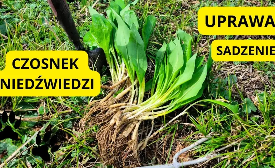 Kiedy sadzić czosnek niedźwiedzi? Najlepszy czas i metody uprawy