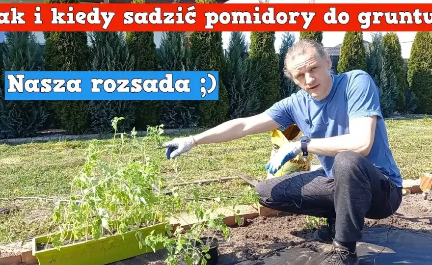 Kiedy sadzić pomidory koktajlowe do gruntu? Poradnik ogrodnika