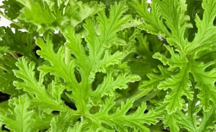 Kwiaty przeciwko komarom: naturalna ochrona Twojego ogrodu
