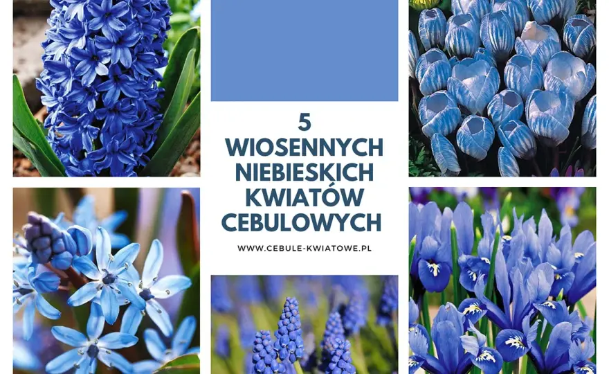 Jak sadzić i pielęgnować wiosenne kwiaty cebulowe: 5 prostych kroków