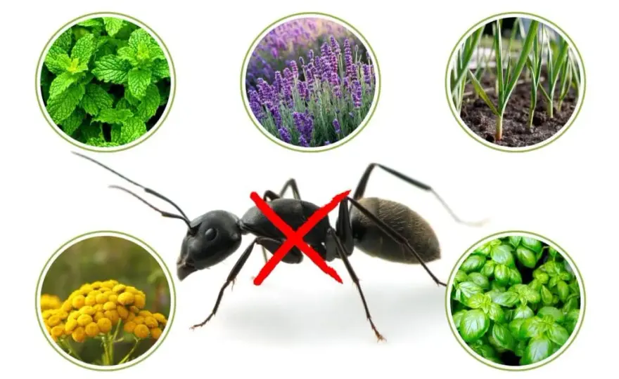 Rośliny odstraszające mrówki w ogrodzie: naturalna ochrona kwiatów