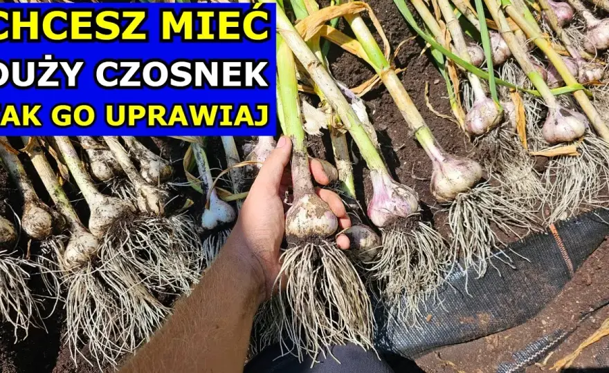 Jak prawidłowo podlewać czosnek: sekrety udanej uprawy