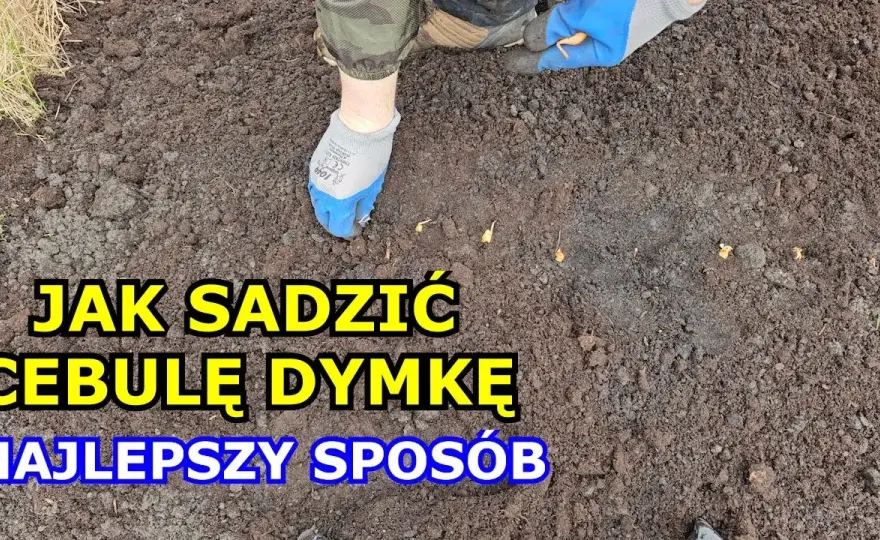 Jak sadzić cebulę dymkę do gruntu: 5 prostych kroków dla sukcesu