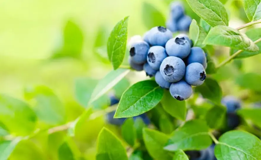 Najlepsze naturalne nawozy do borówki amerykańskiej: poradnik