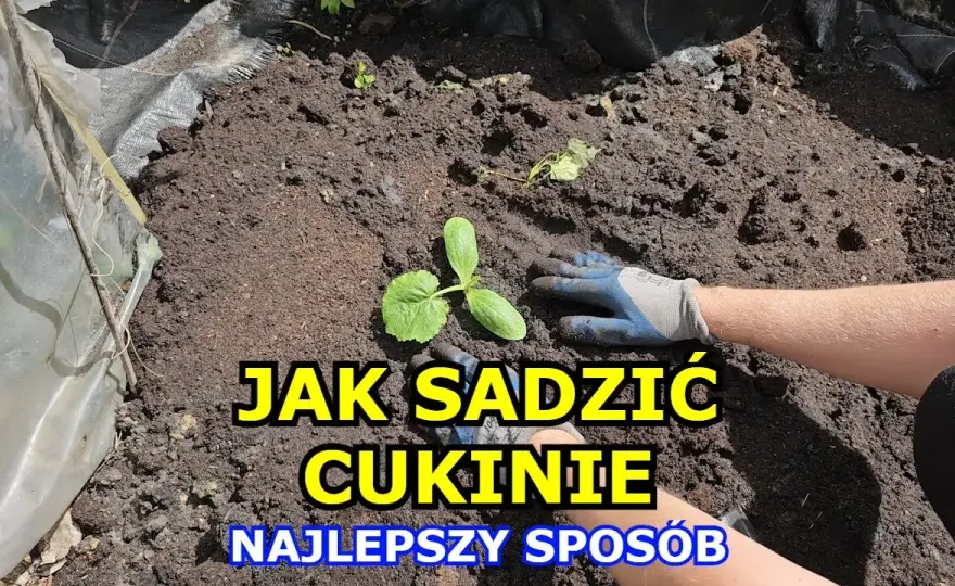 Jak sadzić cukinie do gruntu: 5 prostych kroków dla obfitych plonów