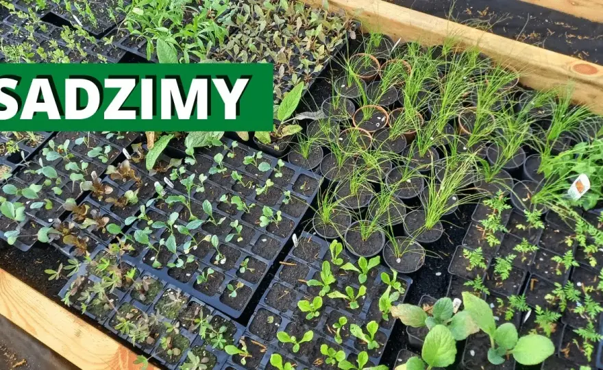 Kiedy sadzić rozsady do gruntu? Terminy i wskazówki dla ogrodników