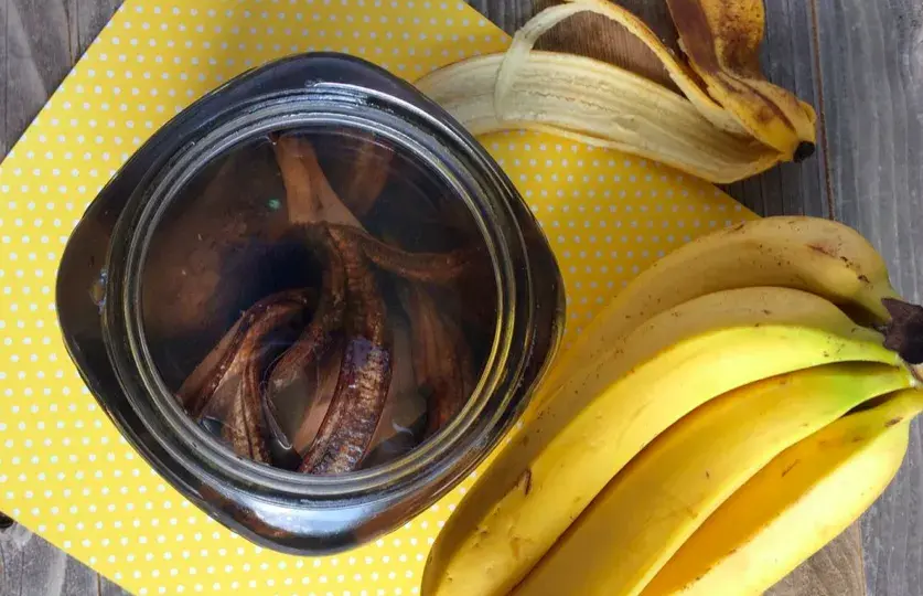 Jak zrobić nawóz ze skórek banana: 4 skuteczne metody