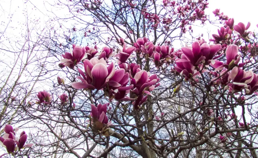Kiedy sadzić magnolie do gruntu? Najlepszy czas i porady