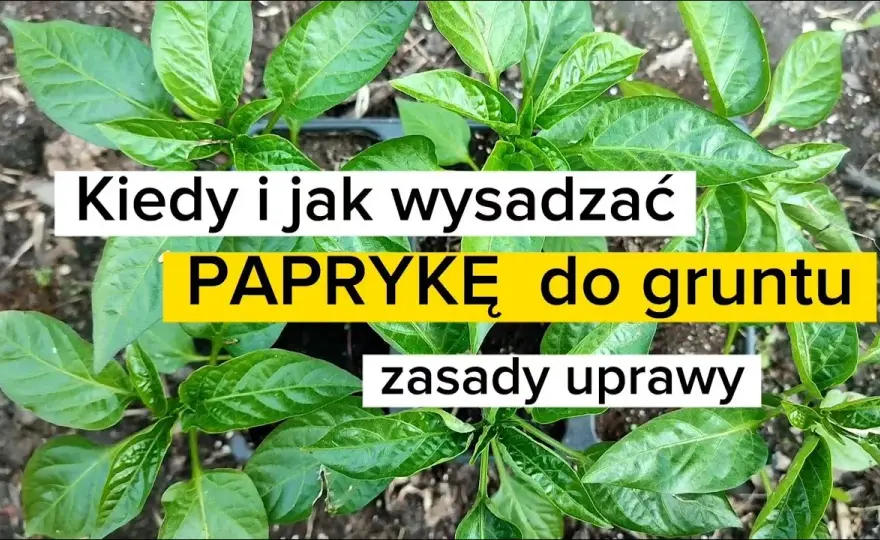 Kiedy wysadzać paprykę do gruntu? Poznaj optymalny termin