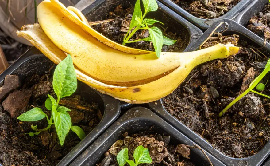 Suszone skórki banana jako nawóz: Jak przygotować i stosować