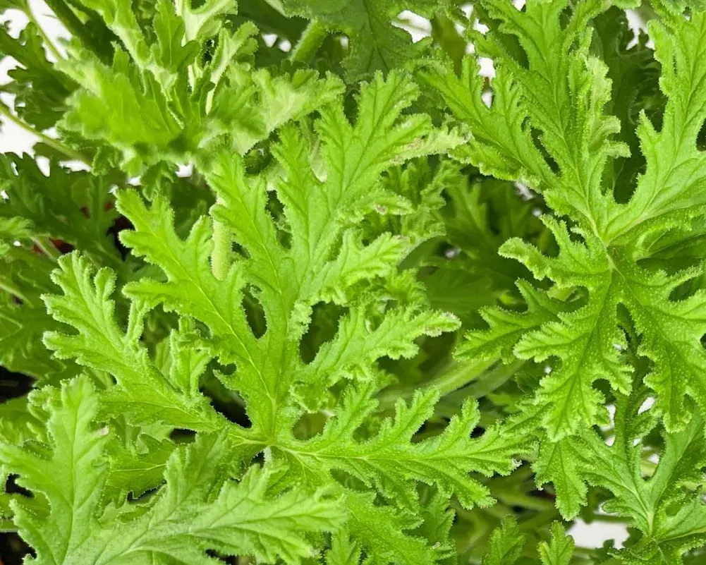 Kwiaty przeciwko komarom: naturalna ochrona Twojego ogrodu