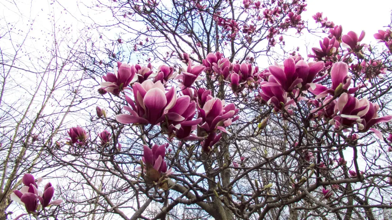 Kiedy sadzić magnolie do gruntu? Najlepszy czas i porady