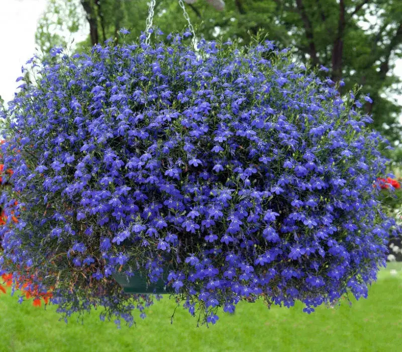 Zdjęcie Lobelia zwisająca: tajniki uprawy kwitnących roślin balkonowych