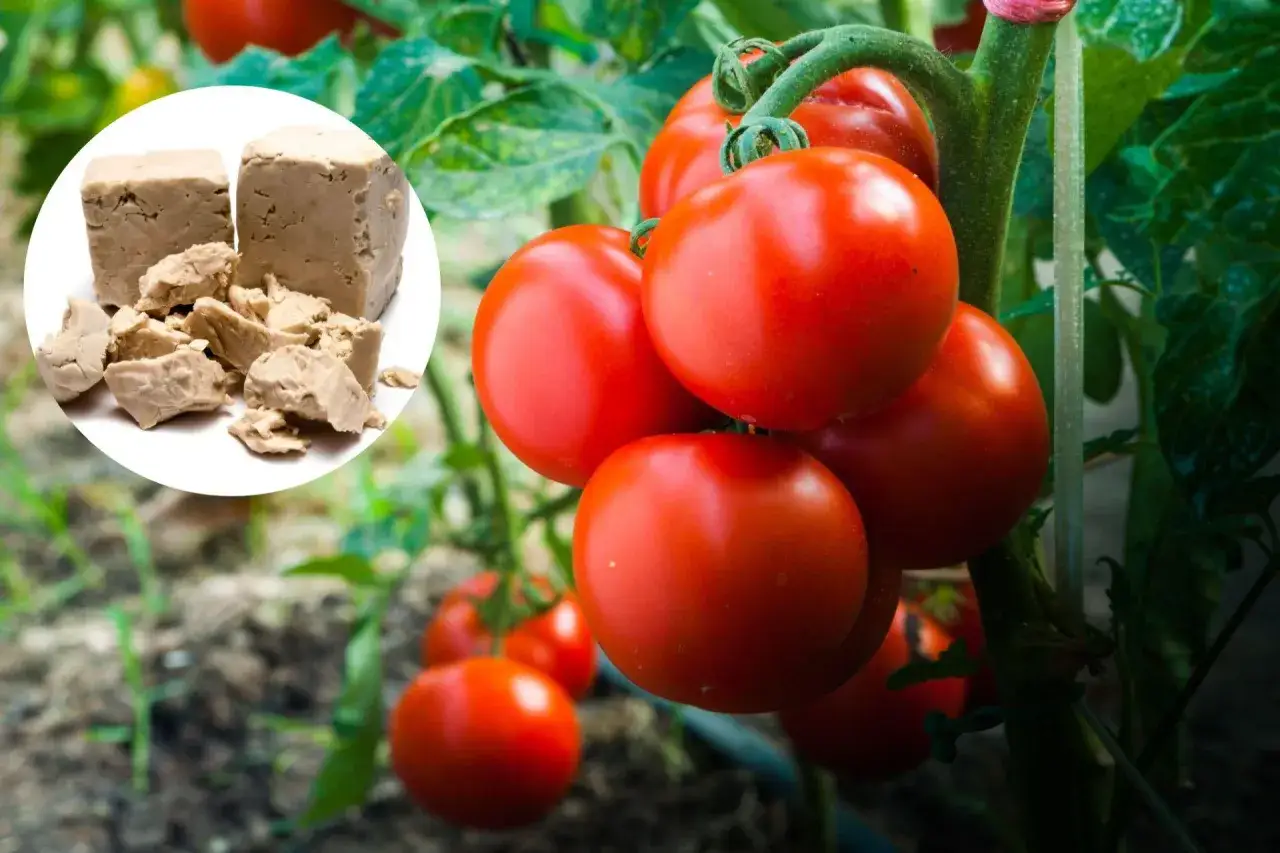 Zdjęcie Naturalne nawozy pod pomidory: 5 skutecznych domowych metod
