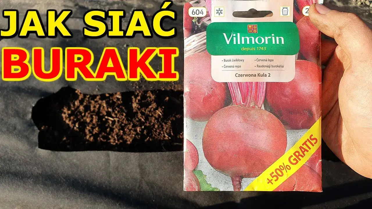 Zdjęcie Kiedy siać buraczki do gruntu? Poznaj optymalny termin i zasady